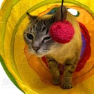 Túnel Interativo Para Gatos B-Max BM-F1239